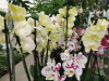 2024_09_16_ND_9_Ocean_Orchid_Lust_010