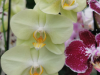 2024_09_16_ND_9_Ocean_Orchid_Lust_011